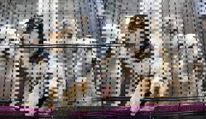 Navy Halts Dog, Cat Testing; PETA Seeks Pentagon-Wide Ban