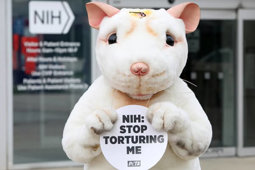 Lawmakers, PETA Push NIH to End Funding for Foreign Animal Testing