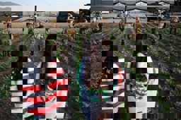Kalifornische Cannabisfarm mit Newsom-Spender wegen Kinderarbeit durchsucht